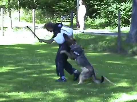 Karo z údolí Úpy (Taro vom Burg Tiersperg x Jennifer Moravia Artex) - věk 1 rok - age 1 year