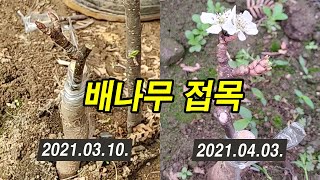 배나무 접붙이기, 접목, 깍기접 Grafting Pear tree