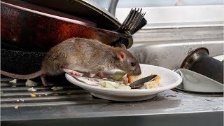 What Do Restaurant Inspectors Look For