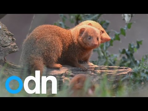 Cute: Two baby dwarf mongoose take first steps into the world