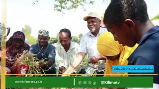 Hekta = Tani 8 za Mpunga! - Fahamu Mbegu Mpya ya WDR73 Zanzibar