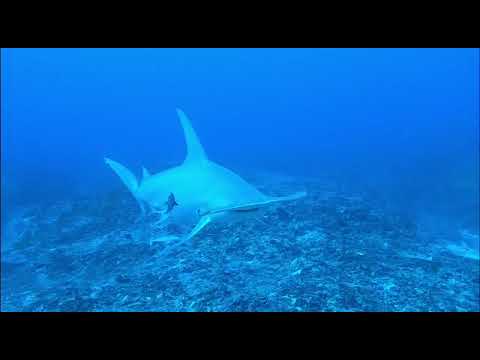 Mission Mok III - Observation de la semaine - 5 février 2022