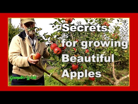 How to #Feed #Appletrees Easily | #Overwintering for Best Results