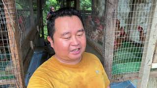 Download lagu Pindahkan Ayam Penelur Ke Kandang Baru, Kehidupan Di Kampung Borneo mp3