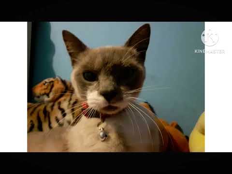 @TomasJames It's Been 1 Year Since Cat Celyn Died