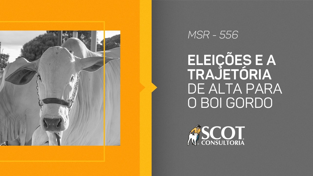 Mercado Sem Rodeios - Episódio 556 - Eleições e a trajetória de alta para o boi gordo