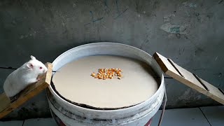 Download lagu How to Make a Hamster Mouse Trap with a Simple Bucket and Cardboard mp3