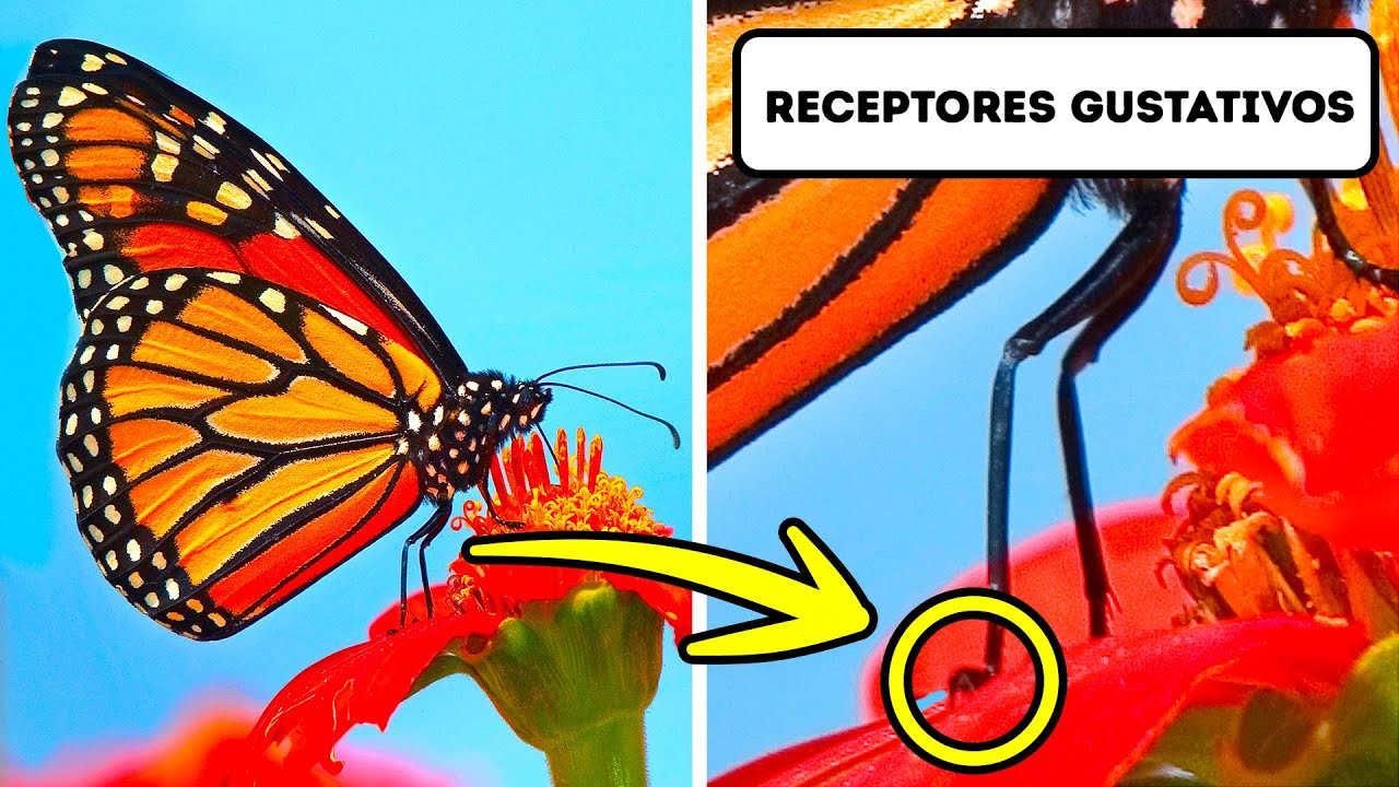 A Maior Coleção De Fatos Impressionantes