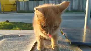 Ieškomi šeimininkai katinui