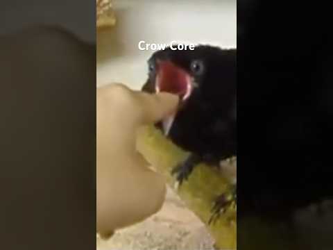 Crow Core #animalshorts #cuteanimals #crow #crows #raven #ravens #bird #birds