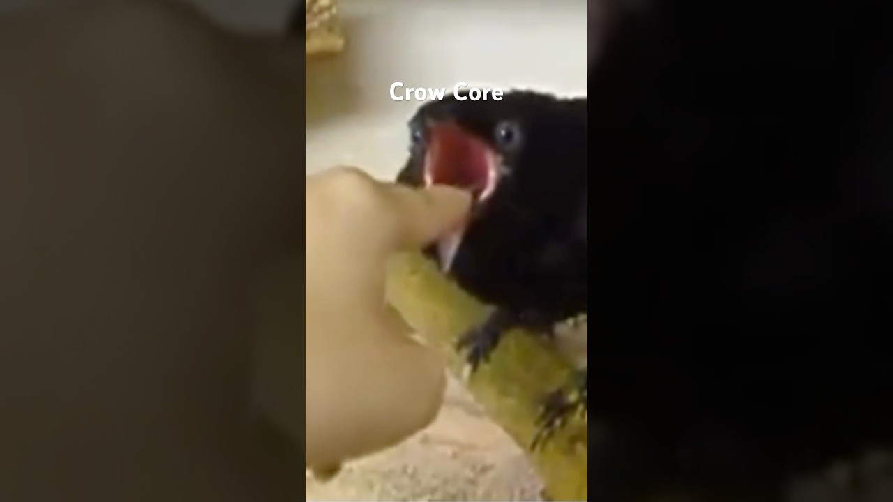 Crow Core #animalshorts #cuteanimals #crow #crows #raven #ravens #bird #birds