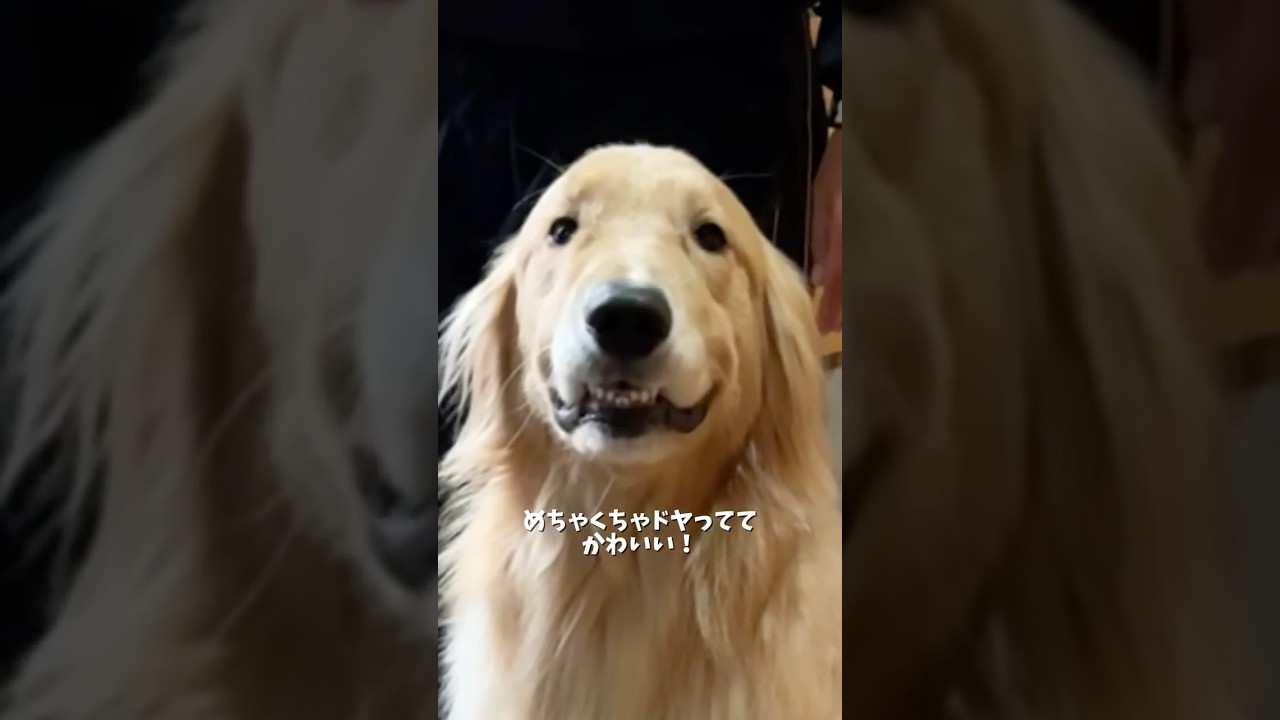 うちはうち！よそはよそ！(`･д･⊂彡☆))Д´))ﾊﾟｧﾝ!! #大型犬 #ゴールデンレトリバー