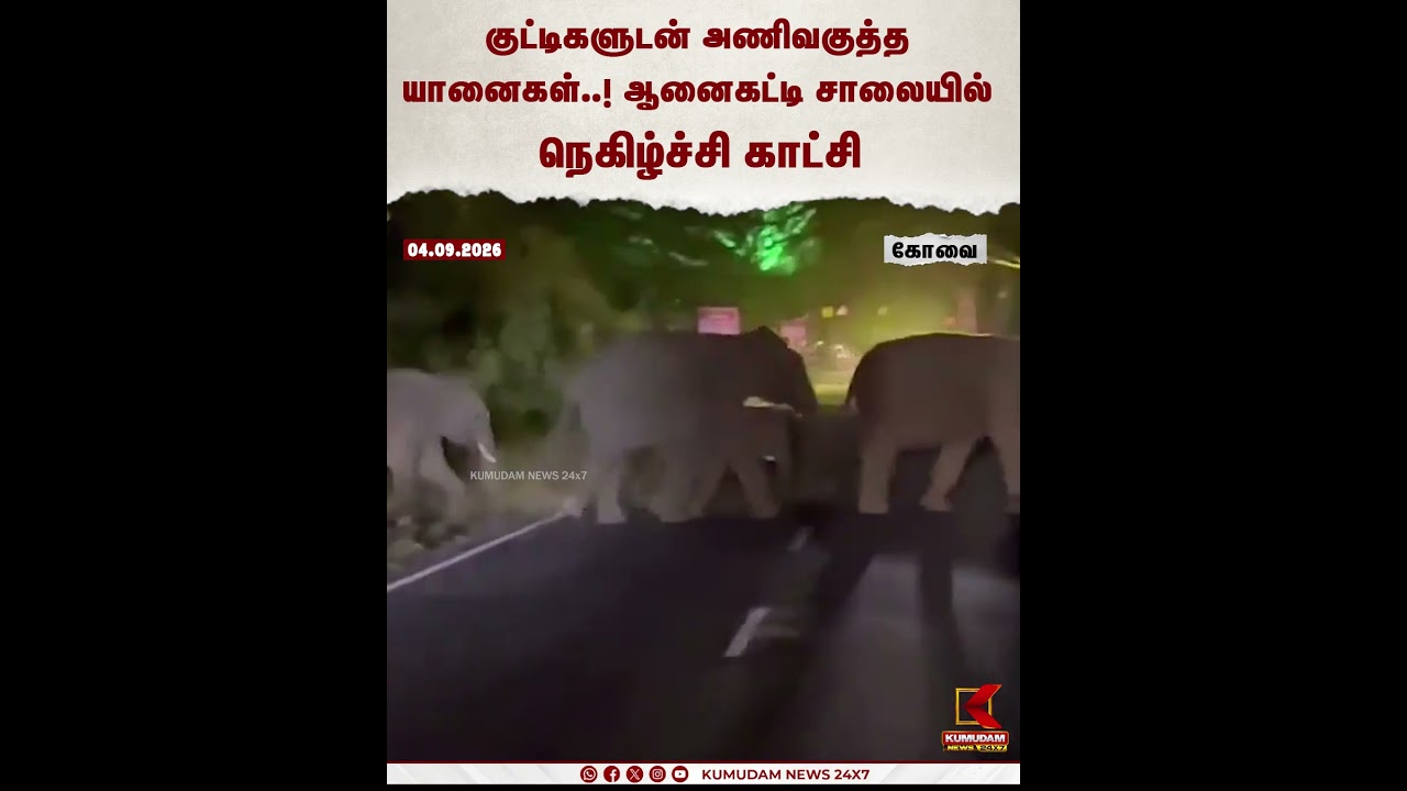 குட்டிகளுடன் சாலையில் அணிவகுத்த யானைகளின் ரம்மியமான காட்சி | Elephant | Road | Kumudam News