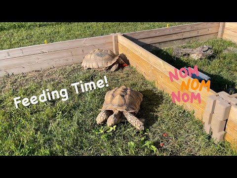FEEDING day for the TORTOISES on the ranch.