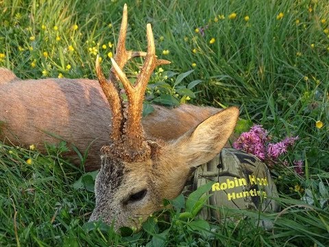 Medal roebuck shot with Robin Hunting Agency - Jagd in Polen mit Robin Hood Jagdbüro