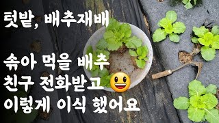 솎아 먹을 배추, 친구 전화받고 이렇게 이식 했어요 
