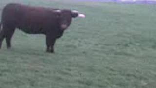 preview picture of video 'Swanage trip 2008 - Evil Bull Field!'