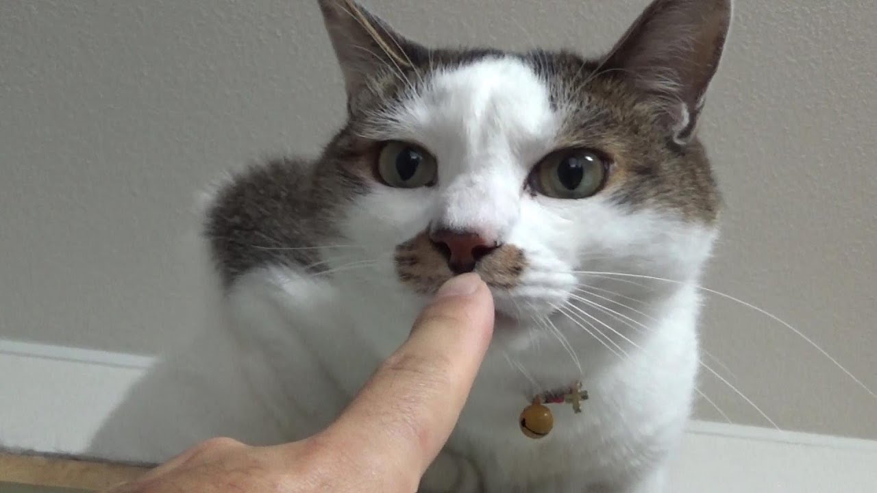 クールな奴が必死になると高確率でイジられる