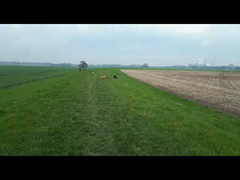 Nelly auf Pflegestelle 08.04.2023 (4) - New Home for Strays e. V.