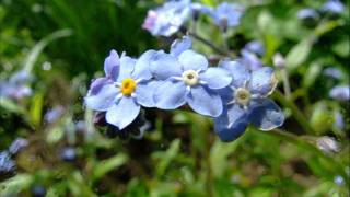 Deine Lakaien - Supermarket(my angel)