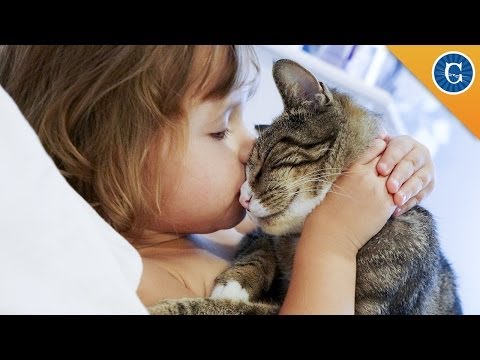 Can Cats and Kids Get Along?