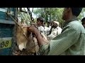 The Politics Of Saving India S Cows