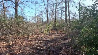 Texas morning nature sounds!