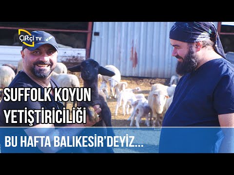 , title : 'Suffolk Koyun Yetiştiriciliği - KOYUNCU'