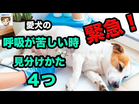 犬が呼吸困難になったらどうすればいいですか?