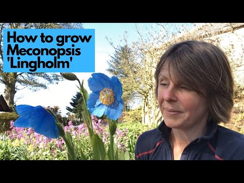How to grow Meconopsis 'Lingholm'