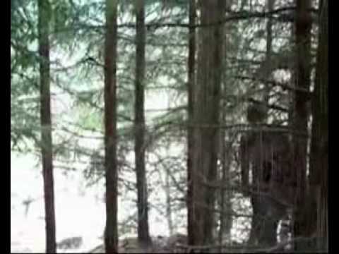 Pedalini - Chwytaj dzień