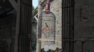 Download lagu burung kacamata pleci nembak witwit cer #burungkicau  #pleci mp3