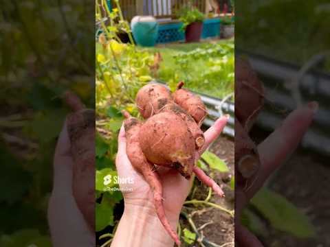 Harvesting Our Mandrake
