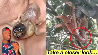When Nature Gets a Little Too Creative….