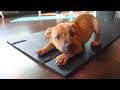 Puppy Yoga
