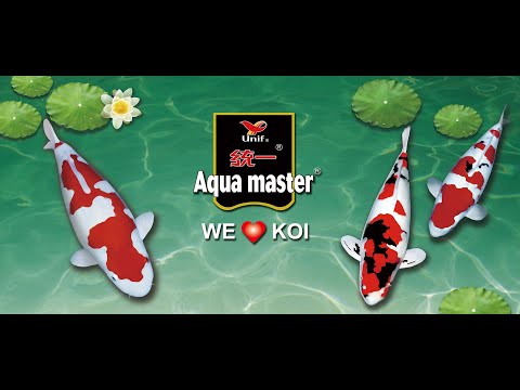 download lagu mp3 mp4 Aqua Master Koi, download lagu Aqua Master Koi gratis, unduh video klip Aqua Master Koi