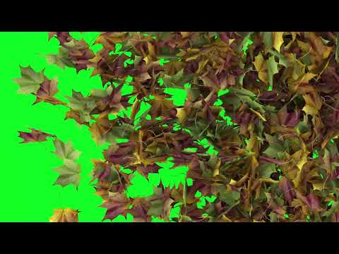 FLOWER TRANSITION TEXT OPENER ##PREMIERE PRO#NO COPYRIGHT# FHD VIDEO # 2023 ....