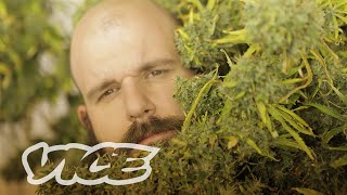 The Dark Grey Market: Canadian Cannabis