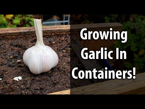 , title : 'Growing Garlic In Containers (2019)'