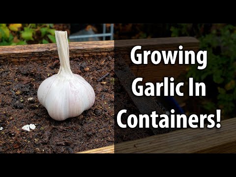 How To Grow Garlic Indoors Anytime Anywhere