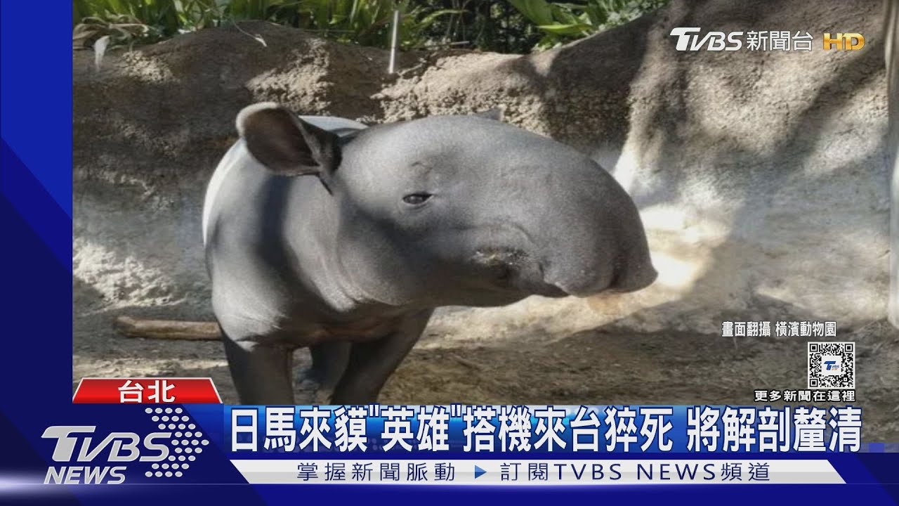日馬來貘「英雄」搭機來台猝死 將解剖釐清