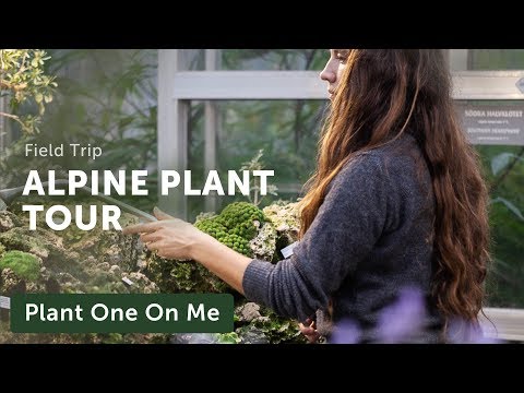 Alpine Plant Tour at Gothenburg Botanical Gardens — Ep. 187