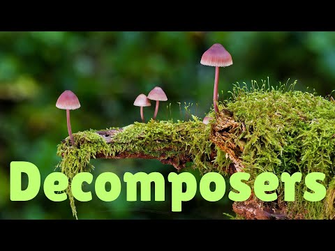 Nature's Hidden Heroes: The Incredible World of Decomposers!