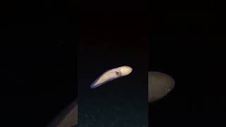 Faceless Cusk Eel on Abyssal Plain
