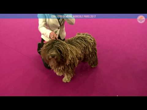 Voir la vidéo : Ring Canins du 03 mars 2017, partie 3