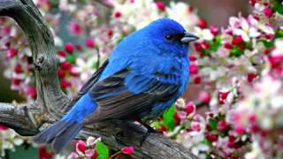 Çoçuk Şarkıları - Mini Mini Bir Kuş