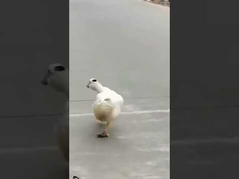 walking duck 🦆#shorts #comedy #trending #funny #viralshorts #udaya #duck #memes