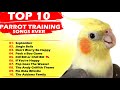 TOP 10 PARROT TRAINING SONGS EVER Whistle Training Teach Your Bird Cockatiel Singing Budgie