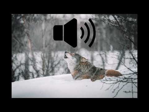 Wolf howl sound effect