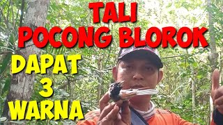 Download lagu UNIQUE Blorok Pocong Rope Bird mp3